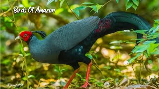 Birds of the Amazon – 15 Rare Species You Won’t Find Anywhere Else Birds Of The Amazon 15 Rare Species You Won T Find Anywhere Else