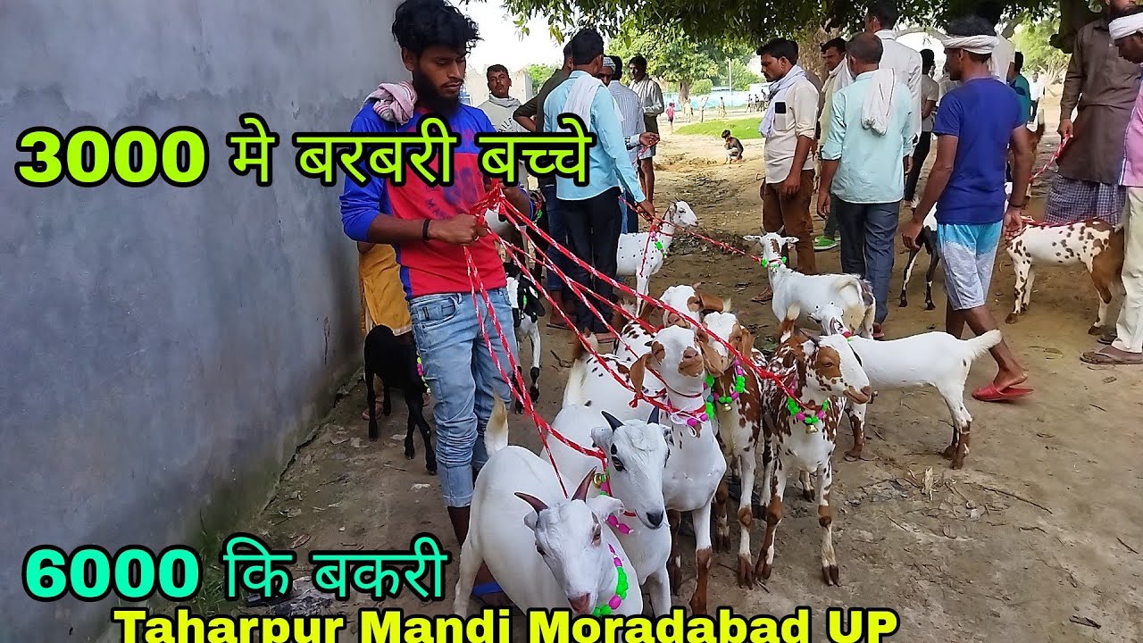 Barbari Goats & kids at Taharpur Mandi Moradabad UP 8265861551