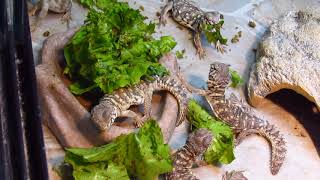 Elevages Lisard 2020 Uromastyx Ornata Philbyi Babies Eating Greens