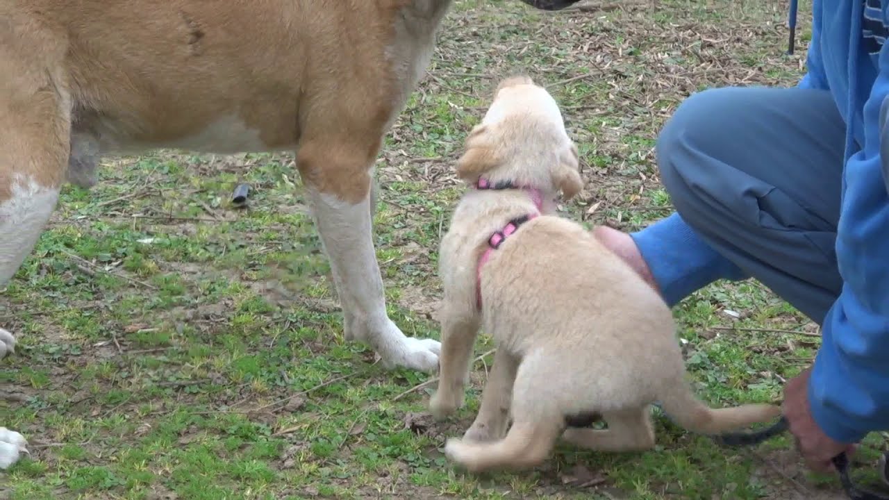 Lovely Nina looking for a golden basket !