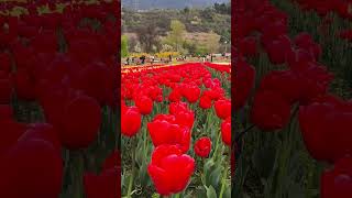 incredible view of tulip garden #kashmir