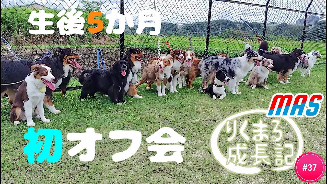 【初オフ会】 MASやオゥシーなどが大集合！ りくまる成長記  #37  #ミニチュアアメリカンシェパード #MAS Miniature American Shepherd