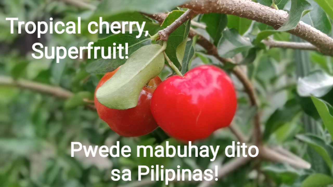 Acerola Cherry/ Barbados Cherry in La Union, Philippines YouTube