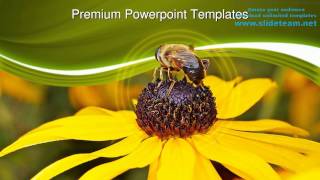 Bee On Yellow Flower Nature PowerPoint Templates Themes And Backgrounds ppt themes