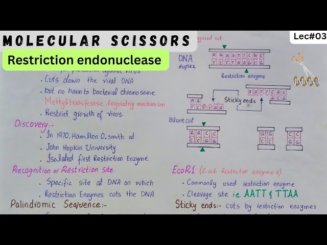 Molecular scissors restrictions endonuclease | cloning of gene | class 12