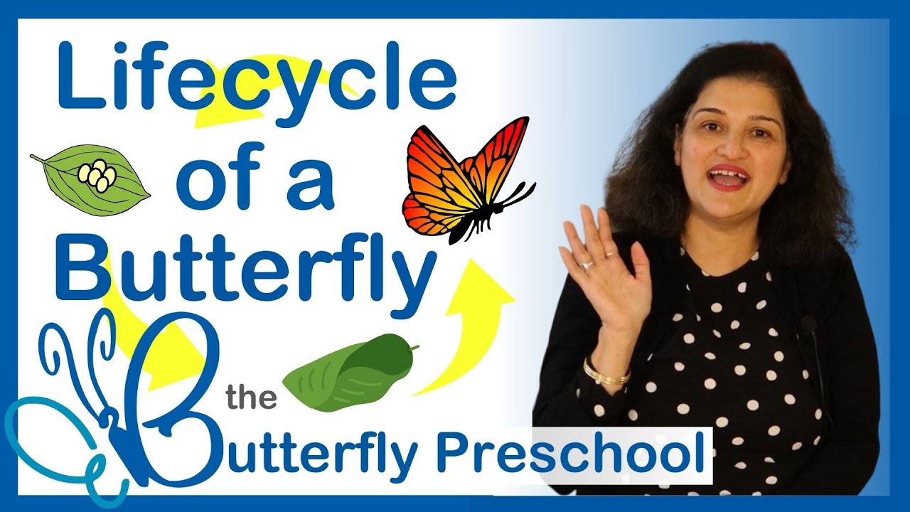Life Cycle of a Butterfly for kids | Montessori Activities for 2 year olds