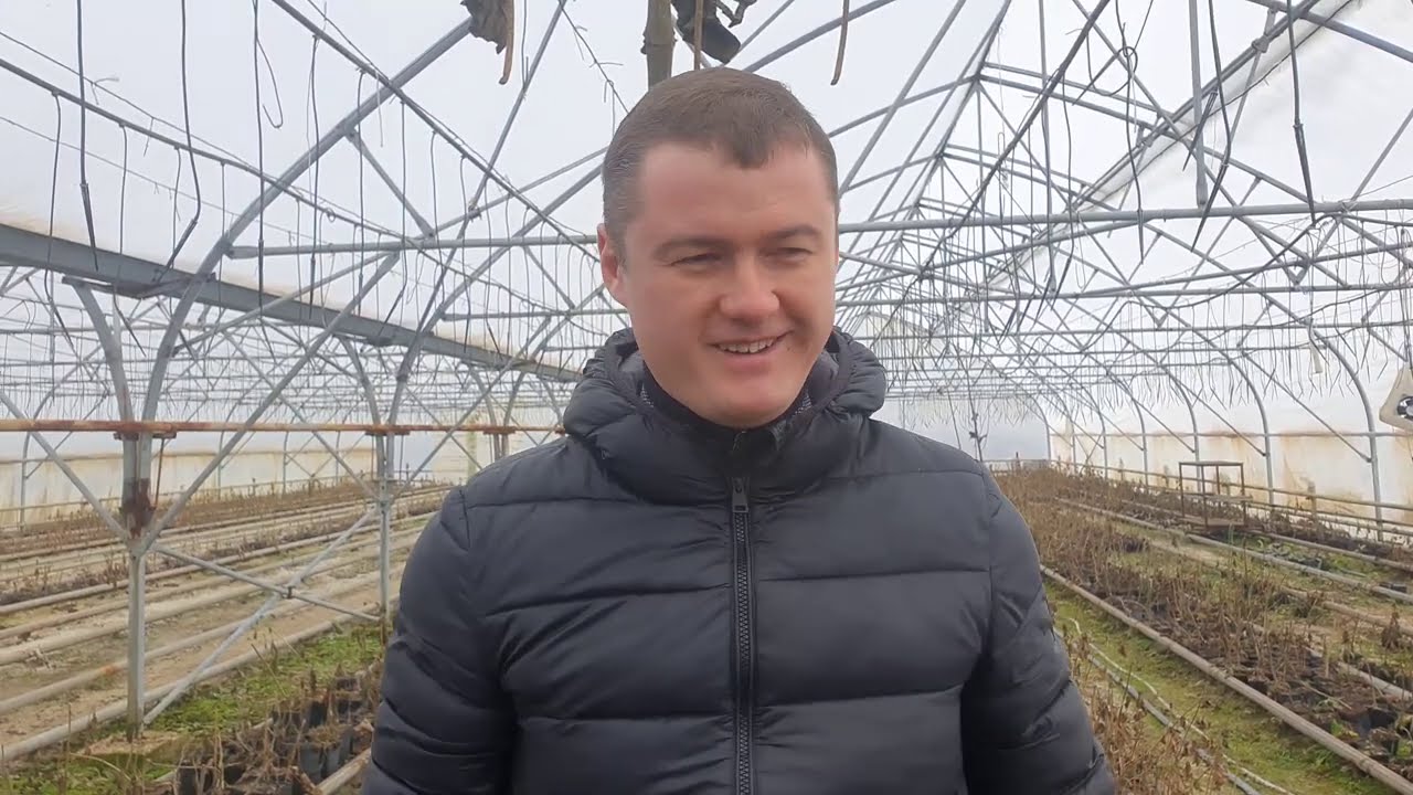 Павловния при -28?Увеличение зимостойкости Павловнии! Самый стресс-устойчивый сорт Павловнии!