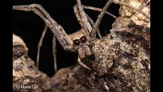 Net Casting Spiders (Deinopis cornigera) - Setting up home!