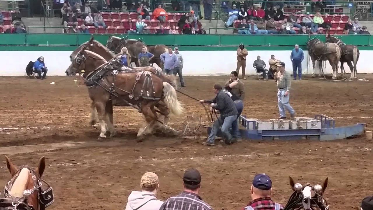 Draft horse winning pull, Raleigh, NC YouTube