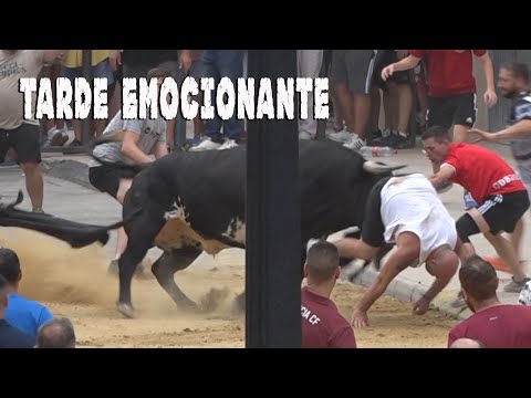 RAFELBUNYOL 3 TOROS IMPRESIONANTES