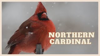 Listen to a special northern cardinal call.