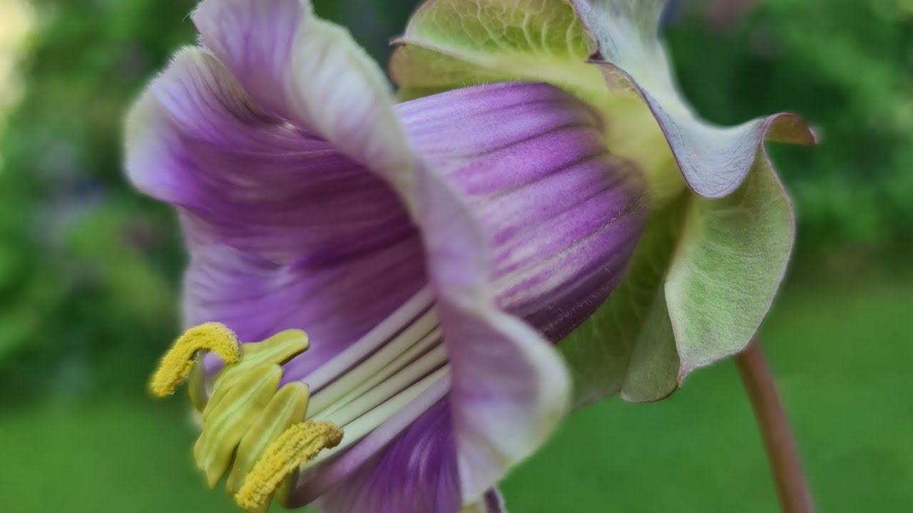 Çançiçeği Sarmaşığı (Katedral Çanı) ile Nihayet Kavuştuk / Efsane Güzellik Gala Açtı