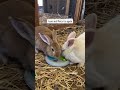 Do the sanctuary bunnies like their new donated puzzle toy? Reviews are mixed 😅.