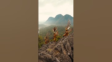 Saking Kerennya Sampai Dikira AI 😳 (Dayak Kalimantan) #OverlandBorneo