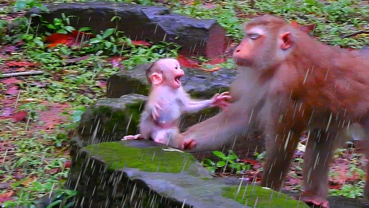 Baby LYNX is cold & shivering wants Luna to hug him while raindrop. He wants warmth