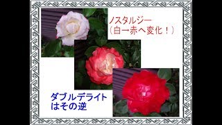 白 赤色になる薔薇 ノスタルジー その逆 ダブルデライト Youtube