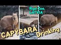 Capybara drinking Water and walking around 😊