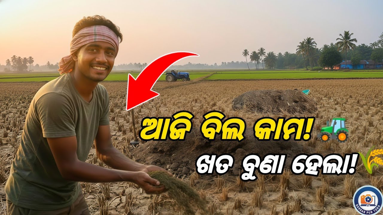 ​ଆଜି ସକାଳୁ ସକାଳୁ ବିଲରେ ଖତ ବୁଣା ହେଲା 🌾 || Village Agriculture Vlog || Darbar Pur Toka #darbarpurtoka 