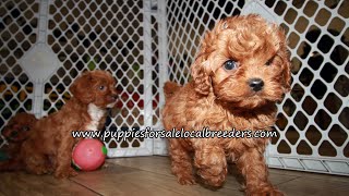 Yorkie, Cavapoo, Maltese, Poodle, Shih Tzu, Puppies For Sale, Atlanta, Georgia Local Breeders