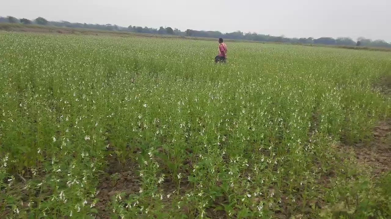 ଧାନ ଅମଳ ପରବର୍ତ୍ତୀ ପଡିଆ ଜମିର ବିସ୍ତୃତ ପରିଚାଳନାରେ ରାଶି ଚାଷ 