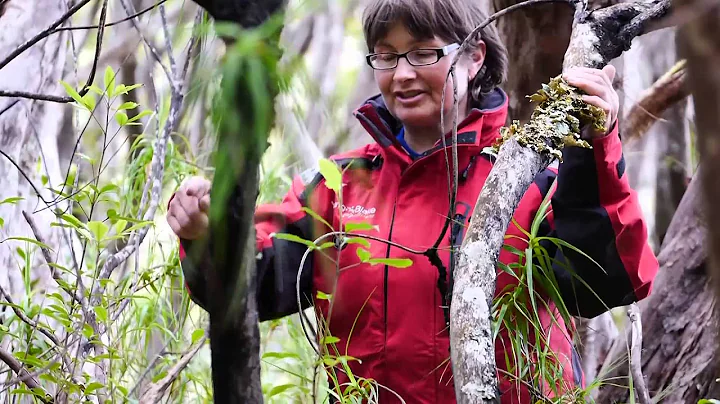 YBE Surveying Rata Tree with Dr Janice Lord - Feb ...