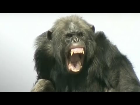 Video: Gorillas Greifen In Gruppen An - Alternative Ansicht