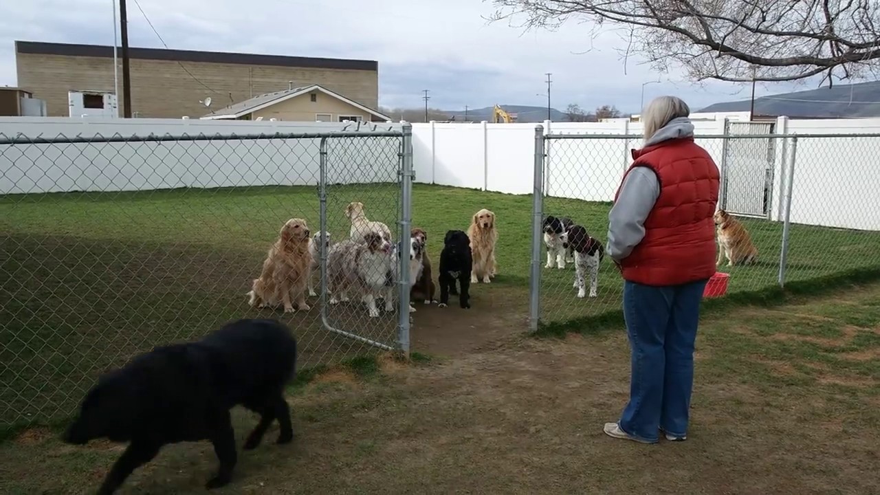 pet lover meaning in hindi Dogs Wait Patiently For Names to Be Called