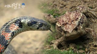 독두꺼비를 삼키려던 굶주린 유혈목이의 최후 ㄷㄷKBS 환경스페셜 061115 방송