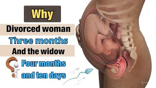 The wisdom behind the difference in the waiting period of a widow and a divorced woman!!
