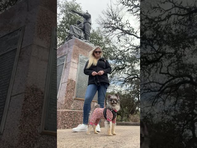 New puppy 🐶Pomeranian- first time at the park