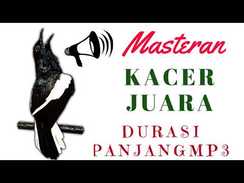 Masteran Kacer Agar Cepat Ngeplong I Kacer Agar Cepat Ngeplay Dan Ngobra Suara Kacer Pikat Mp3