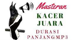 Masteran Burung Kacer Juara mp3 | Suara Master Burung Kacer Juara mp3  - Durasi: 1:14:19. 