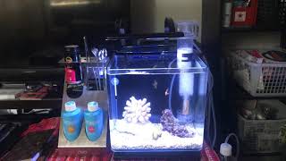 プロティンスキマーとマガキ貝追加しました