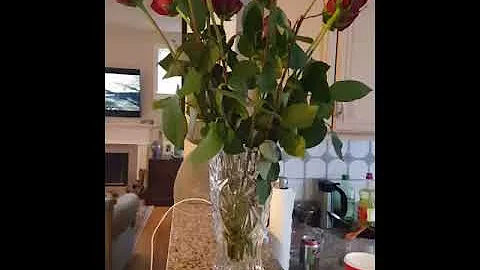 My 56 Roses
