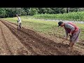 SMART FARMER'S BRILLIANT TECHNIQUE TO MAKE PERFECT GARDEN BEDS WITH SIMPLE TOOLS! - agricultural