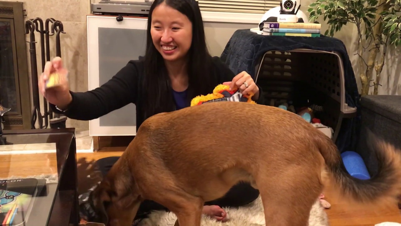 BarkBox Unboxing & Review - July 2019 for Medium Dogs