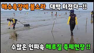 해수욕장에 봄소라 대박터졌다 ~!! 수많은 인파가 몰린 해루질 축제현장!!