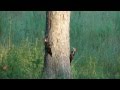 view Skin &amp; Bones - Animal Life: Pileated Woodpecker digital asset number 1