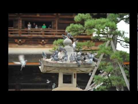 飛梅/さだまさし/coverまさ