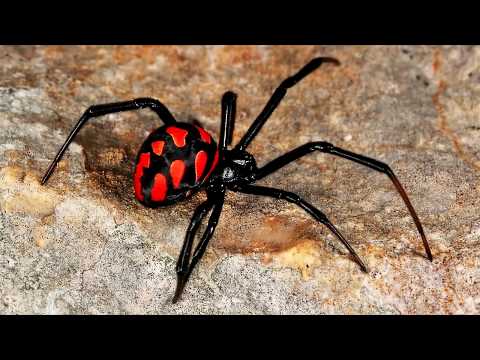 Вопрос: Почему яд пауков опасен для человека, если пауки питаются насекомыми?