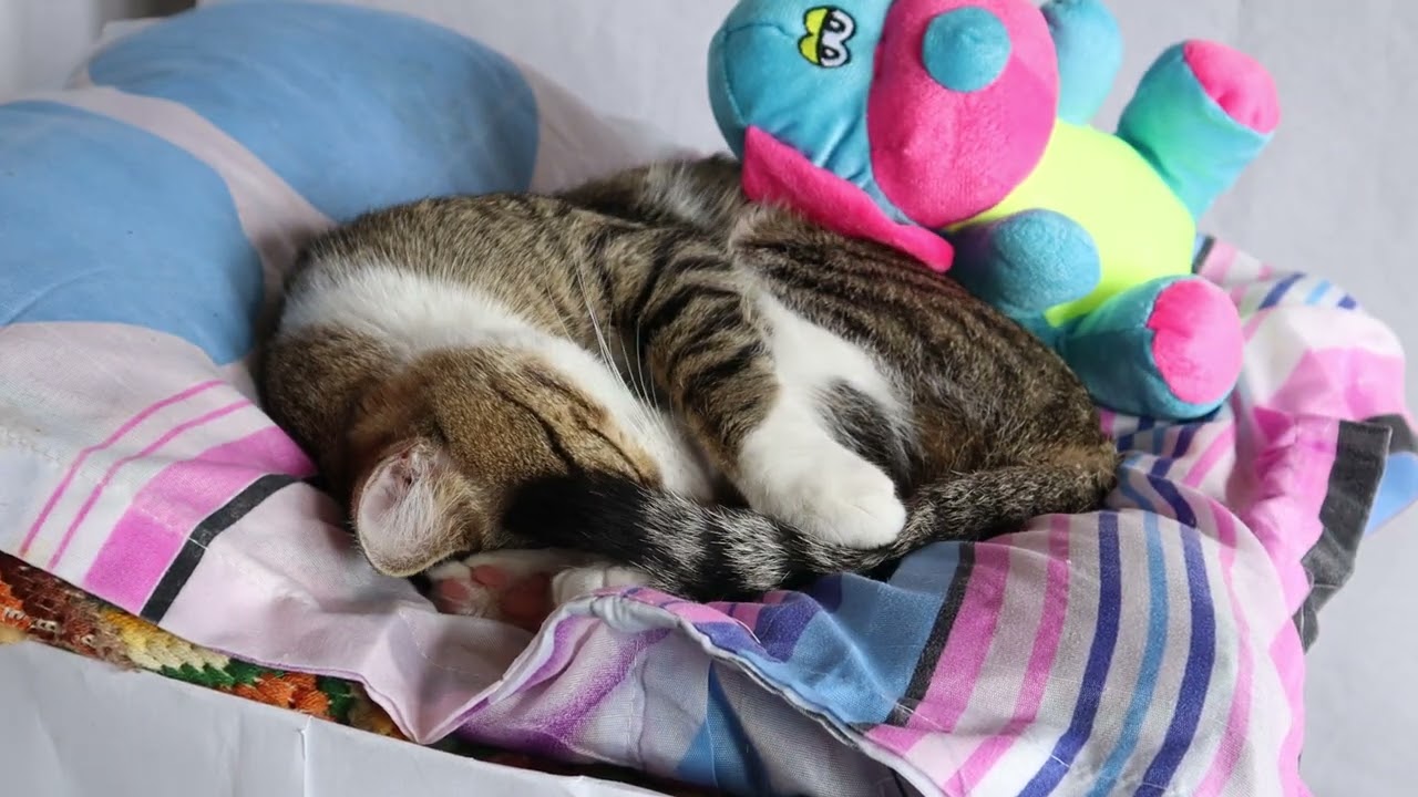 Caught in the Act Cat’s Plush Toy Snuggle