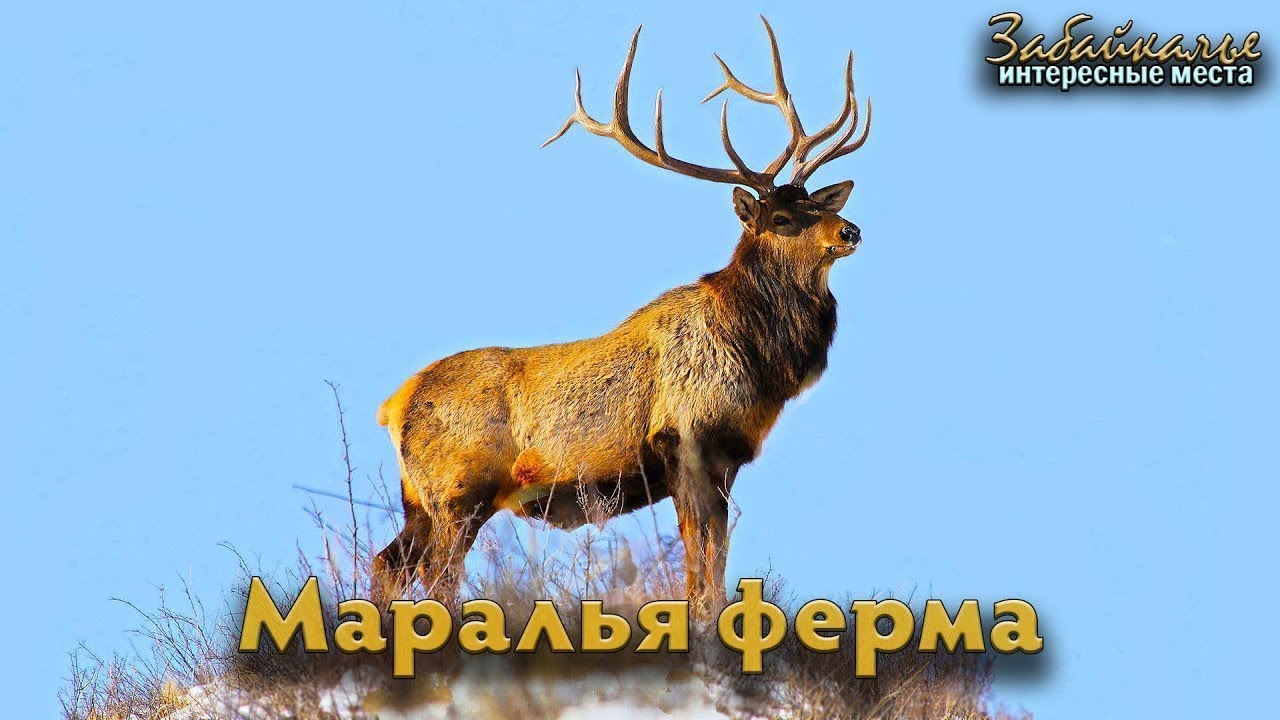 Крупный сибирский олень