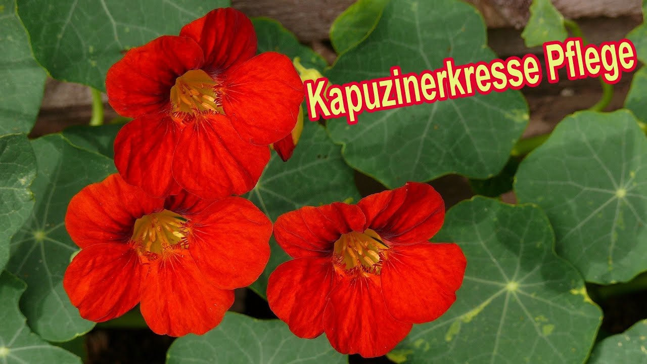 Kapuzinerkresse Pflege - Standort, Gieen, Dngen, Schneiden, berwintern  uvm.