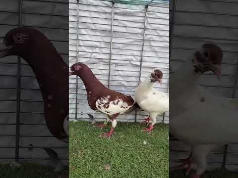 🕊️ استمتع بجمال الحمام وسحره . إذا أعجبك الفيديو  الإعجاب والاشتراك لمشاهدة المزيد من أجمل الطيور
