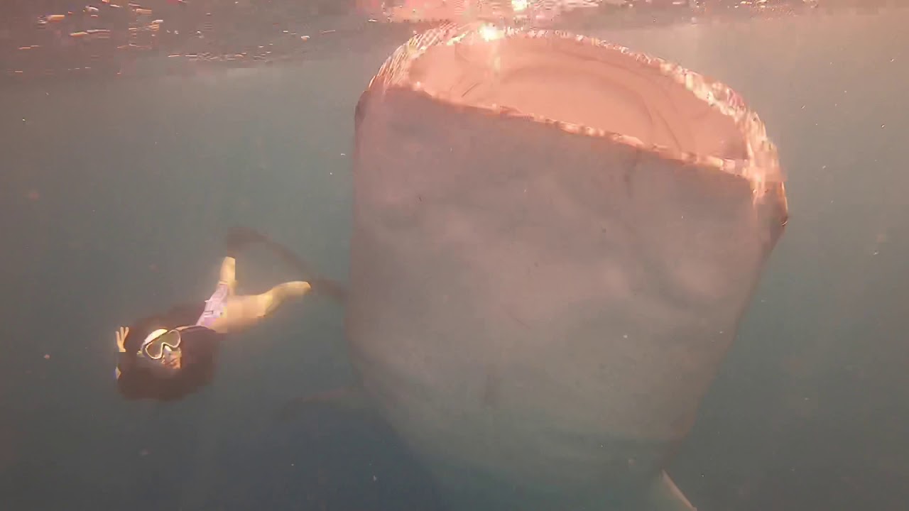 Kerenina Sunny Free Diving with Whale Shark Dive