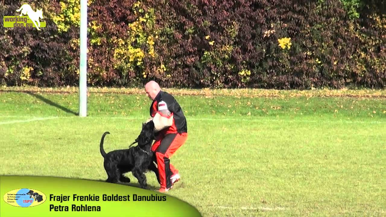 working dog eu working dog eu