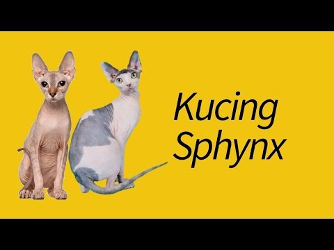 Video: Seperti Apa Kucing Sphinx?