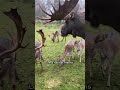 The future of Michigan’s moose herd hangs in the balance.