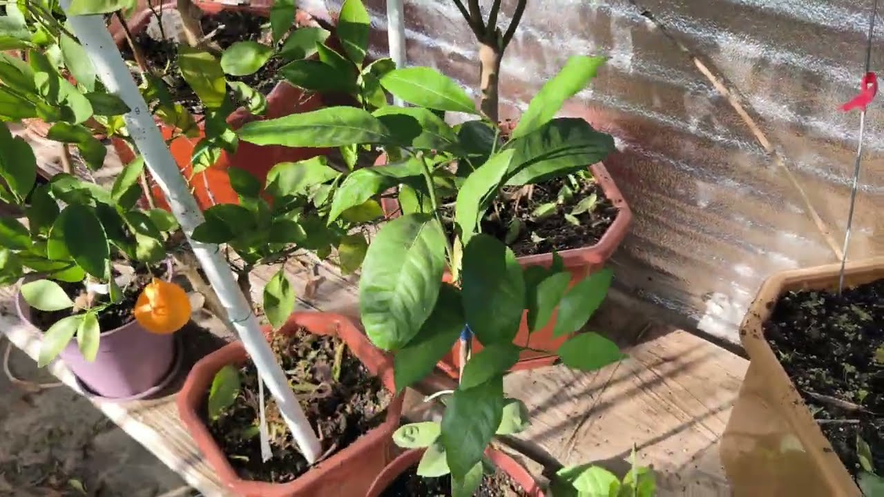 Лід у теплиці! Повторне промерзання. Пошкодження на рослинках і перші втрати...