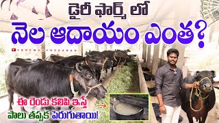 డైరీ ఫార్మ్ లో నెల ఆదాయం ఎంత?పాలు పెరగాలంటే?Murra Buffaloes for sale ||Profits in dairy farm?CBNews